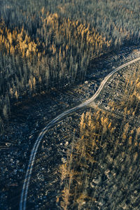 High angle view of road amidst trees in forest