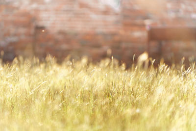 Crops growing on field