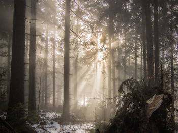 Trees in forest