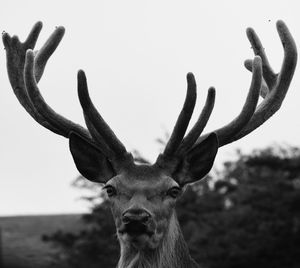 Close-up portrait of deer against clear sky