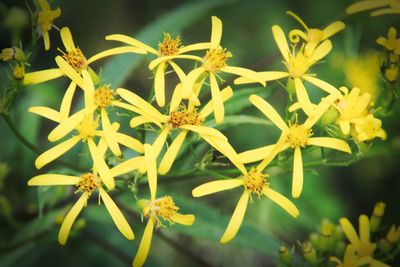 Close-up of yellow flowers