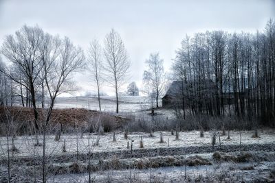 Bare trees on landscape