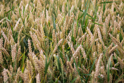 Full frame shot of wheat field