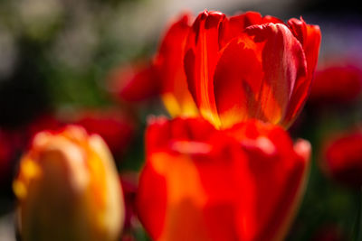 Close-up of red tulip