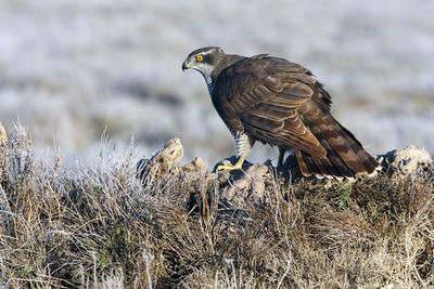 Close-up of eagle perching on a field