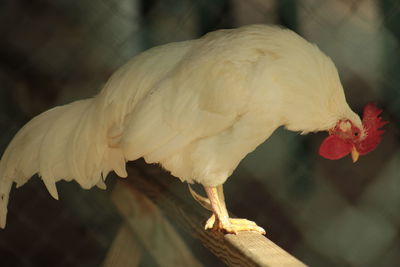 Close-up of rooster on fence