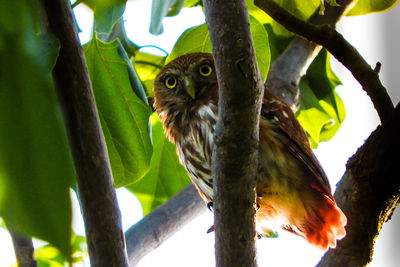 Low angle view of bird perching on branch