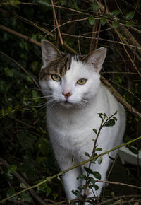 Portrait of cat by plant outdoors