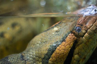 Close-up of lizard in water