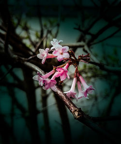 Close-up of pink cherry blossom on tree