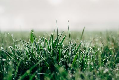 Close-up of wet grassy field against sky