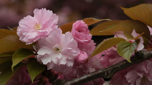 Close-up of pink flowering plant