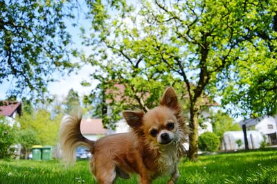 Dog on grass against trees