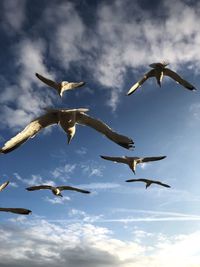 Low angle view of seagulls flying in sky