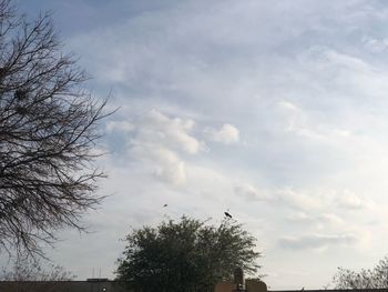 Low angle view of trees against sky