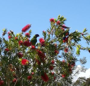 Low angle view of red flowering plant against clear sky