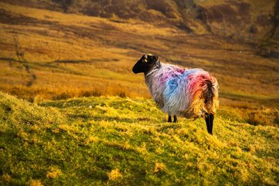 West of ireland countryside 