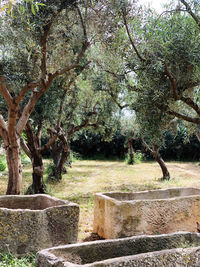 Trees in park