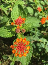 Close-up of orange flowers blooming outdoors