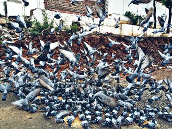 High angle view of pigeons