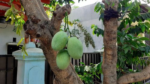 Plants growing on tree by building