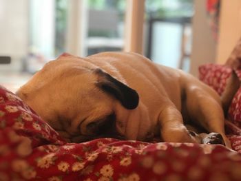 Close-up of dog sleeping on bed at home
