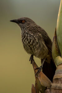 Close-up of bird perching on a plant