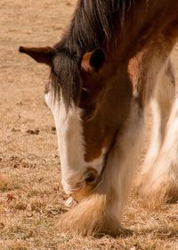 Close-up of horse on field