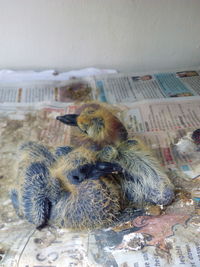 Close-up of newborn birds on newspaper