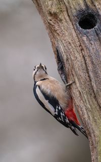 Close-up of bird perching on tree trunk