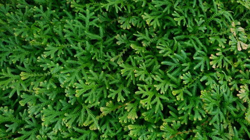 Full frame shot of fresh green plants