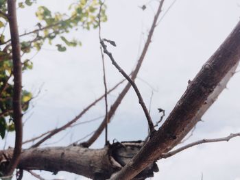 Low angle view of bare tree