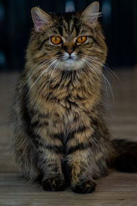 Close-up portrait of a cat