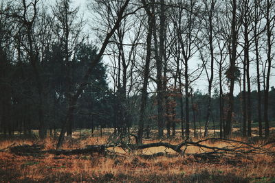 Bare trees on field in forest