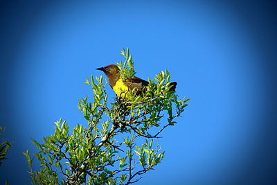 Low angle view of bird on plant against clear blue sky