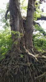 Low angle view of tree roots in forest