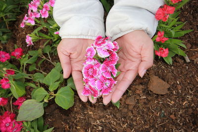 High angle view of hand holding pink flower