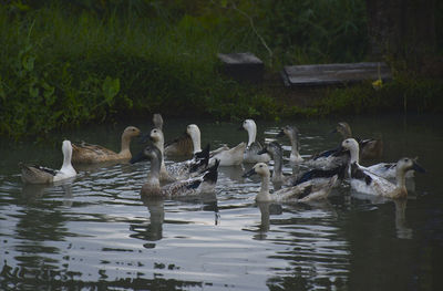 Ducks in a lake