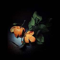 Close-up of orange fruits on leaves against black background