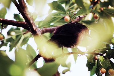 Close-up of leaves on tree