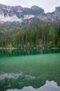 Scenic view of lake in forest