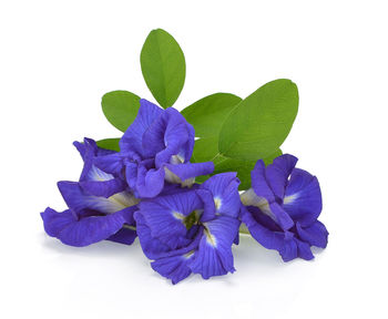 Close-up of purple flowering plant against white background