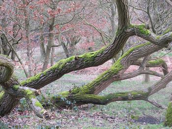 Close-up of tree