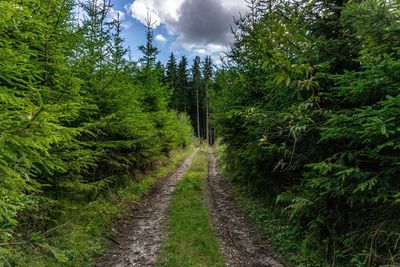 Dirt road passing through forest