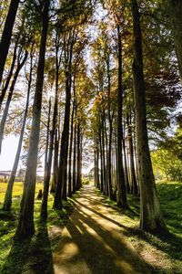 Empty road along trees in forest