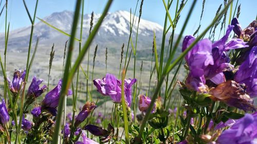 Close-up of purple flowers blooming in field