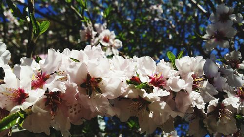 Close-up of white flowers blooming