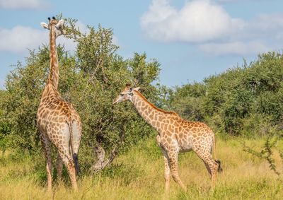 Giraffe in a field