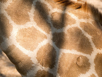 Close-up skin of giraffe 