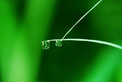 Close-up of water drop on grass